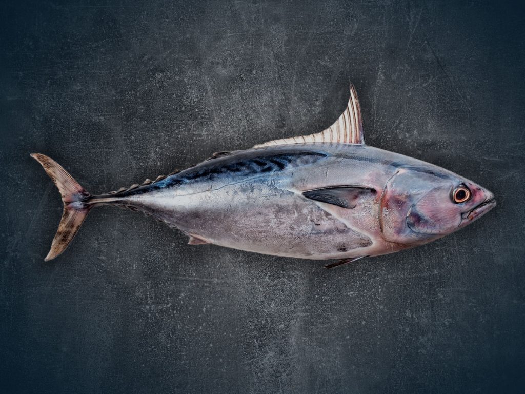 Tonfisk