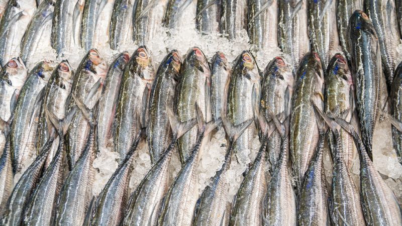 Färsk fisk på is